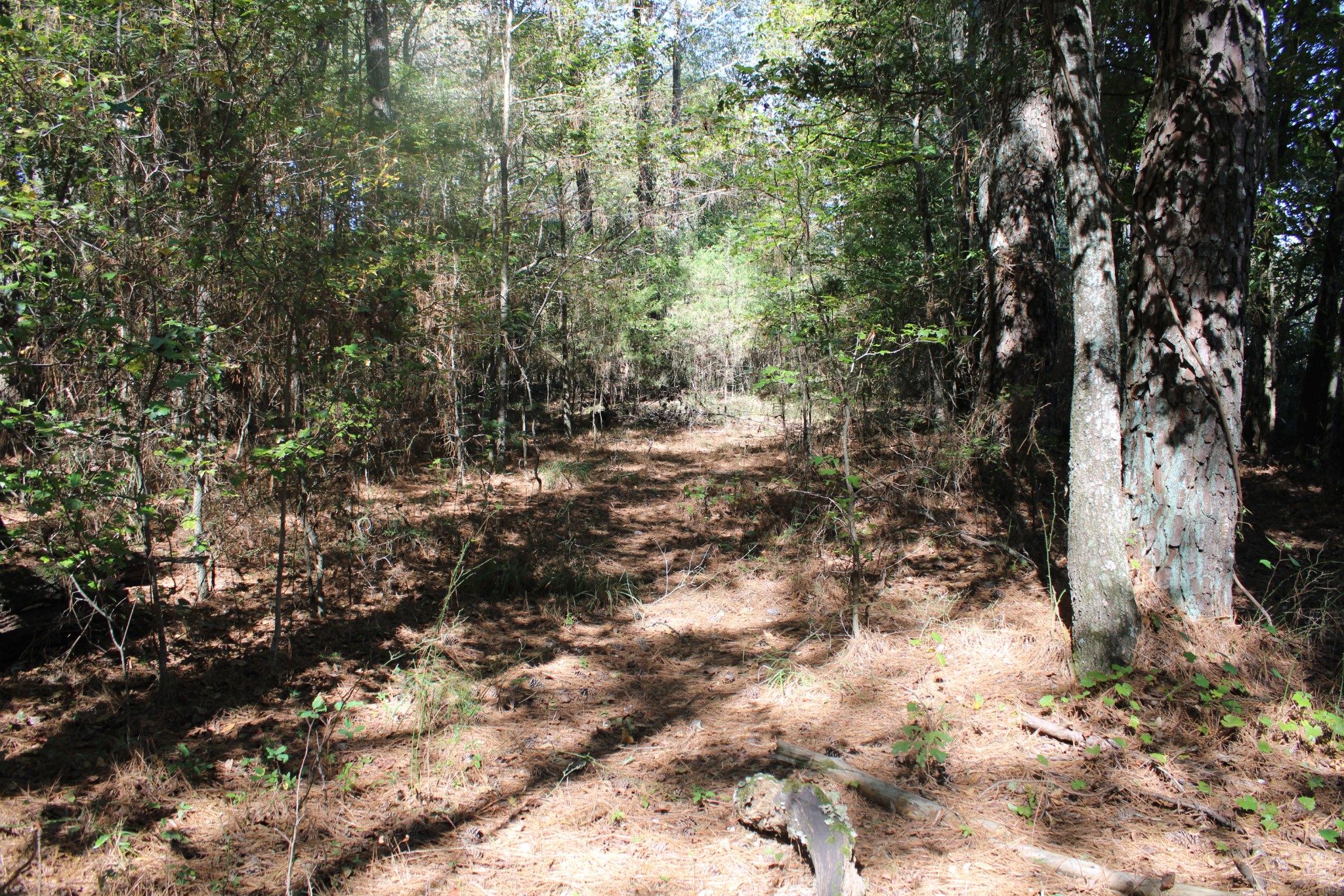 24994 7th Street Ardmore, AL 35739 - Photo 7 of 11 a view of a forest with trees