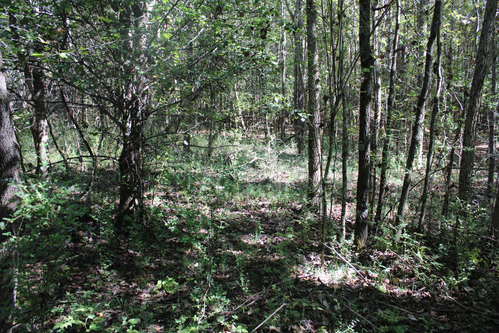 24994 7th Street Ardmore, AL 35739 - Photo 8 of 11 a view of a yard with plants and large trees