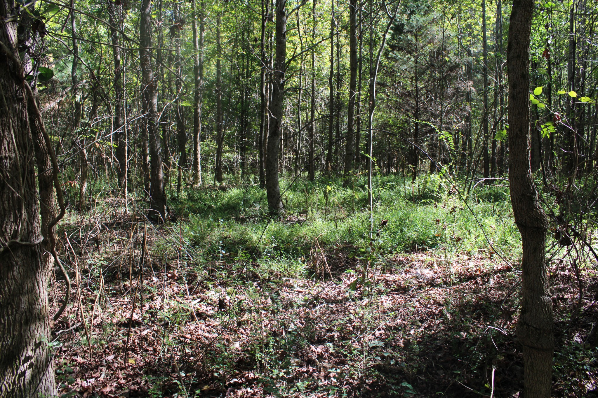24994 7th Street Ardmore, AL 35739 - Photo 10 of 11 a view of forest