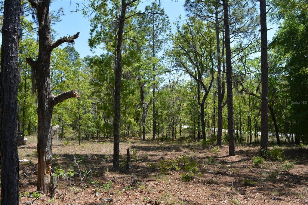 2640 Northeast 74th Street High Springs, FL 32643 - Photo 38 of 39 a backyard of a house with lots of green space