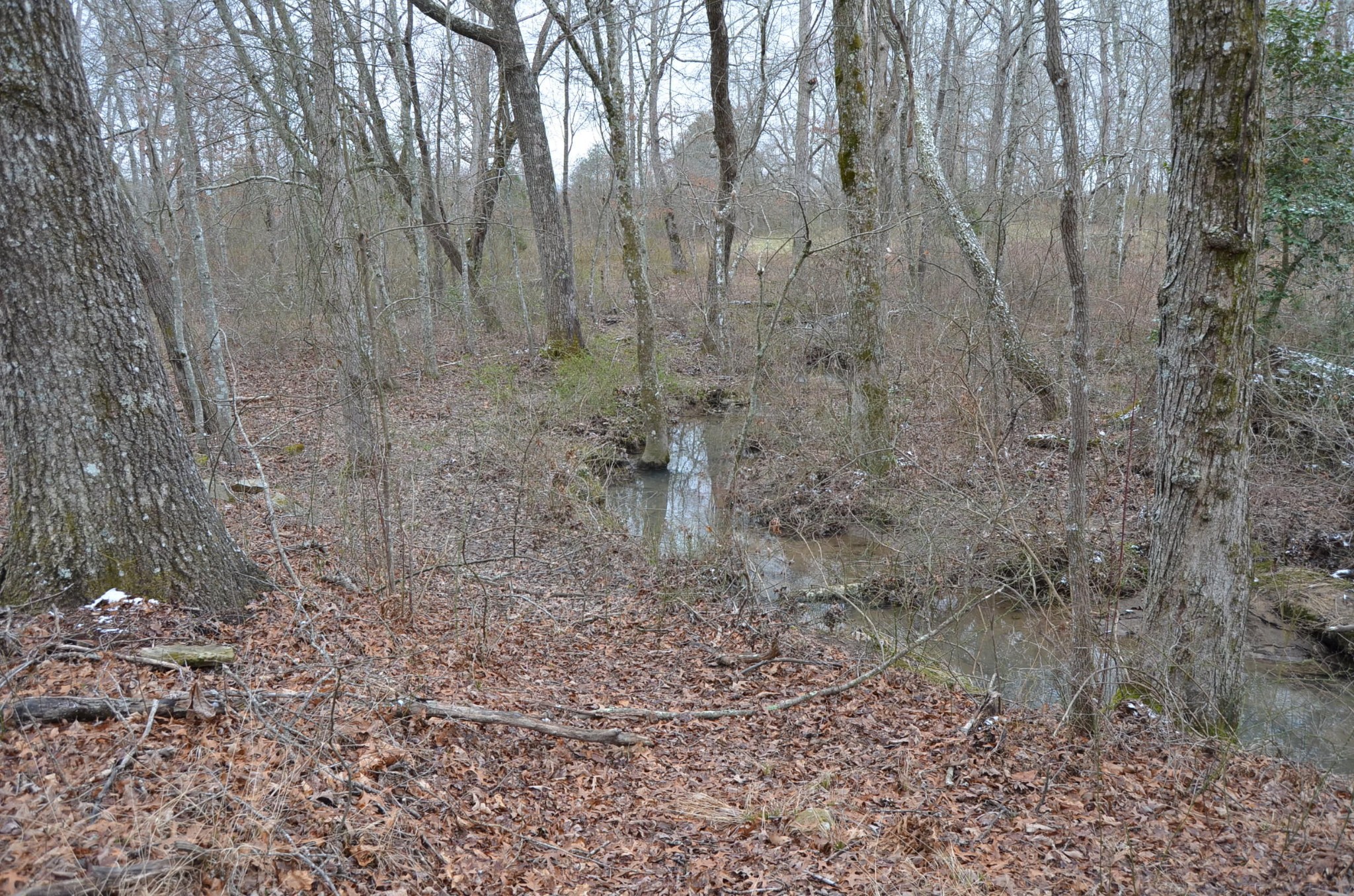 0 Parnell Road Crossville, TN 38572 - Photo 15 of 23 a view of a yard with large trees