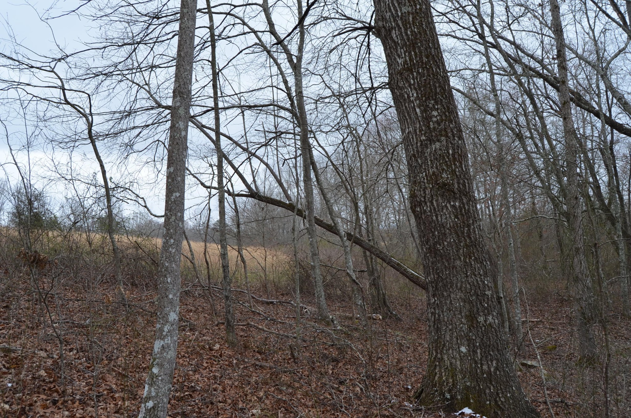 0 Parnell Road Crossville, TN 38572 - Photo 16 of 23 a view of a yard with a tree