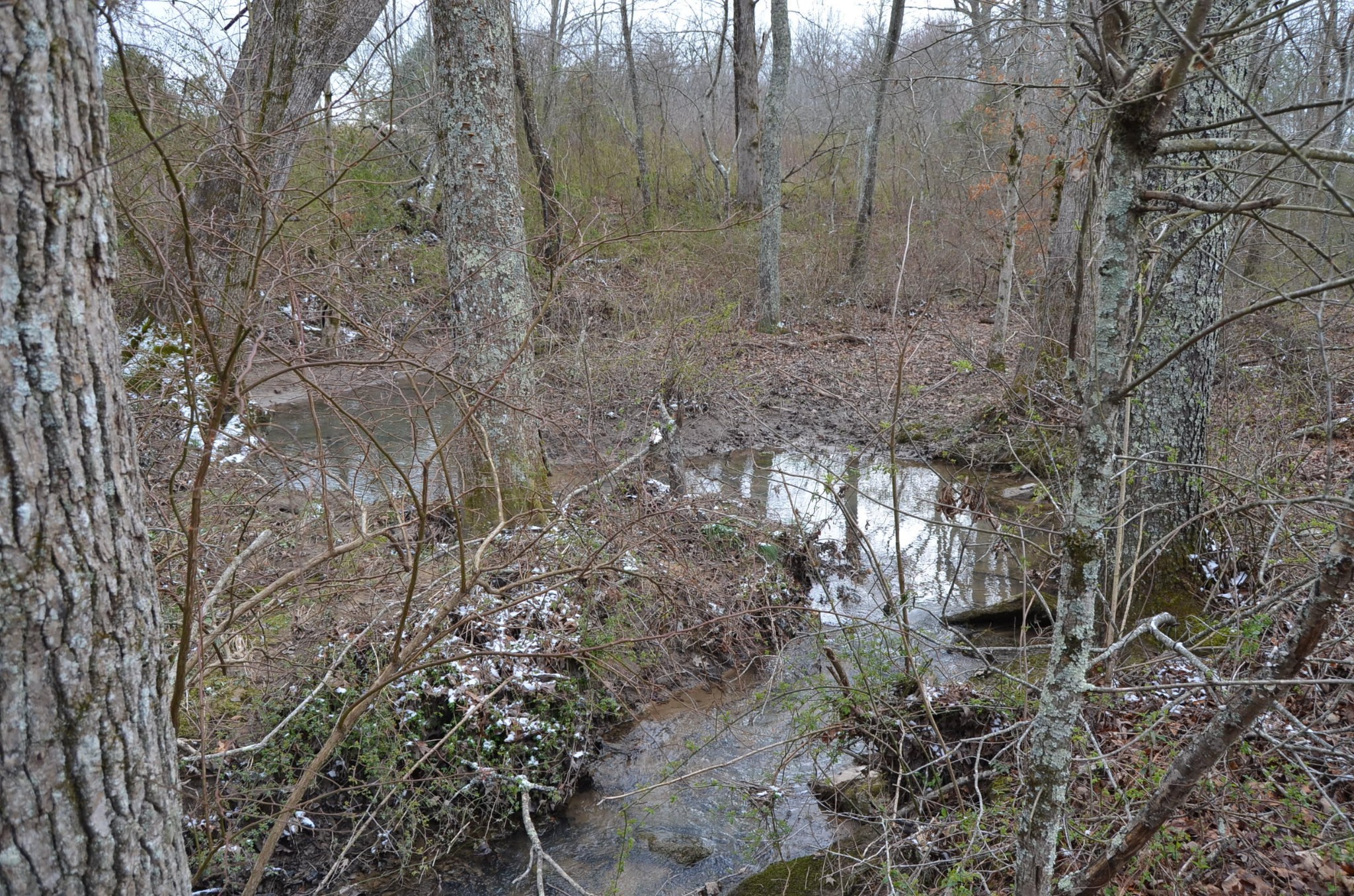 0 Parnell Road Crossville, TN 38572 - Photo 17 of 23 a view of a forest with large trees
