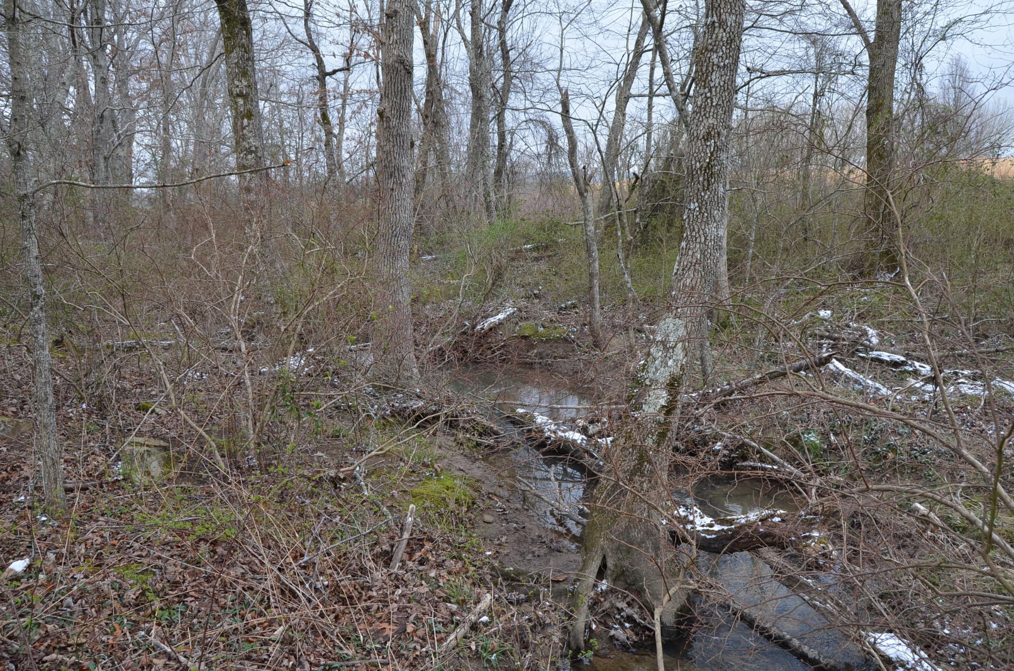 0 Parnell Road Crossville, TN 38572 - Photo 18 of 23 a view of a forest with large trees