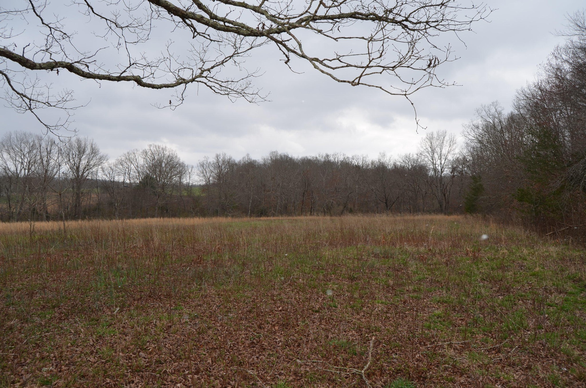 0 Parnell Road Crossville, TN 38572 - Photo 6 of 23 a view of a yard