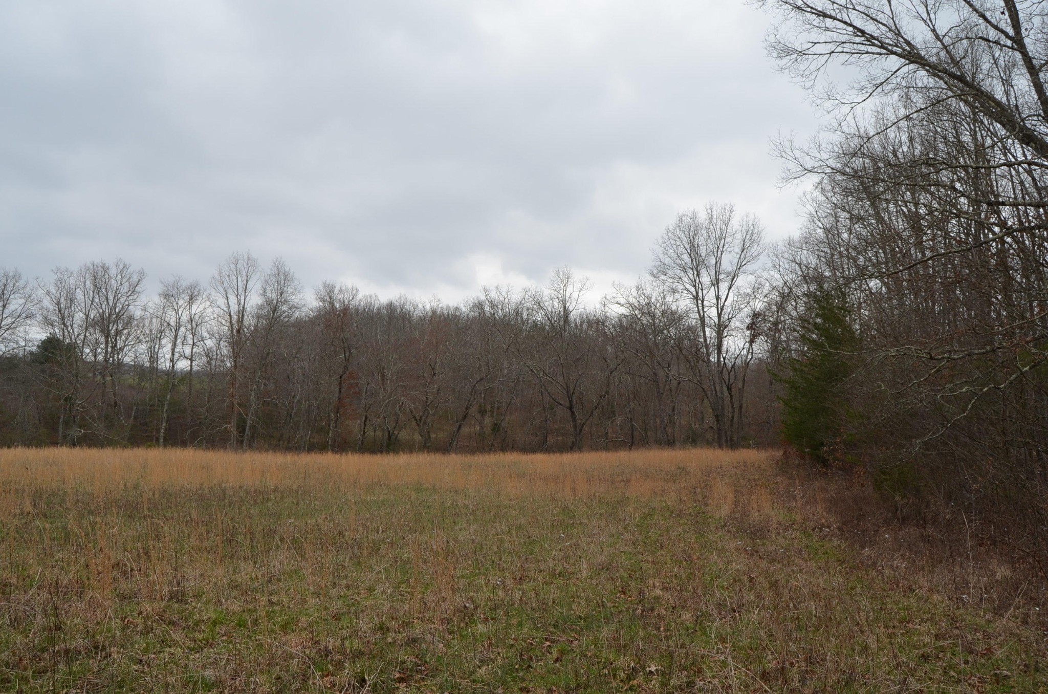 0 Parnell Road Crossville, TN 38572 - Photo 9 of 23 a view of a field with trees in the background