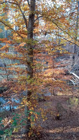 $75,000 | 2722 Highway 23, Modoc, SC 29838