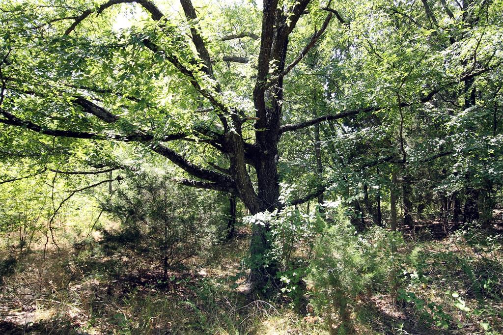 16.72-ac Joe Allen Road Pilot Point, TX 76258 - Photo 14 of 16 a view of tree