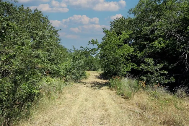 a view of a lake from a forest