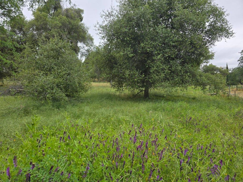 28826 Auberry Road Prather, CA 93651 - Photo 10 of 48 a view of a lush green space