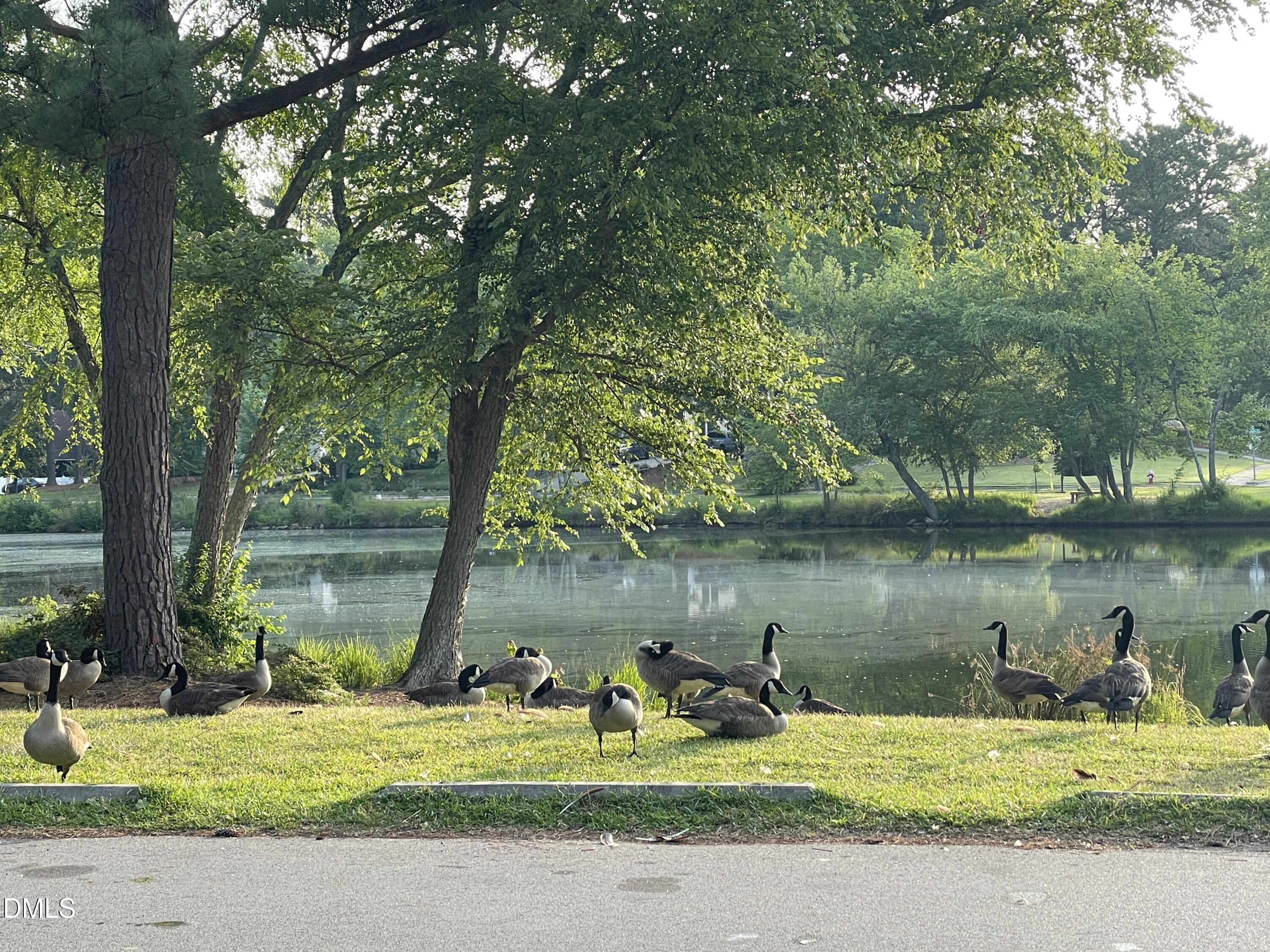 509 Holtz Lane Cary, NC 27511 - Photo 37 of 42 a view of a lake with a yard and large trees