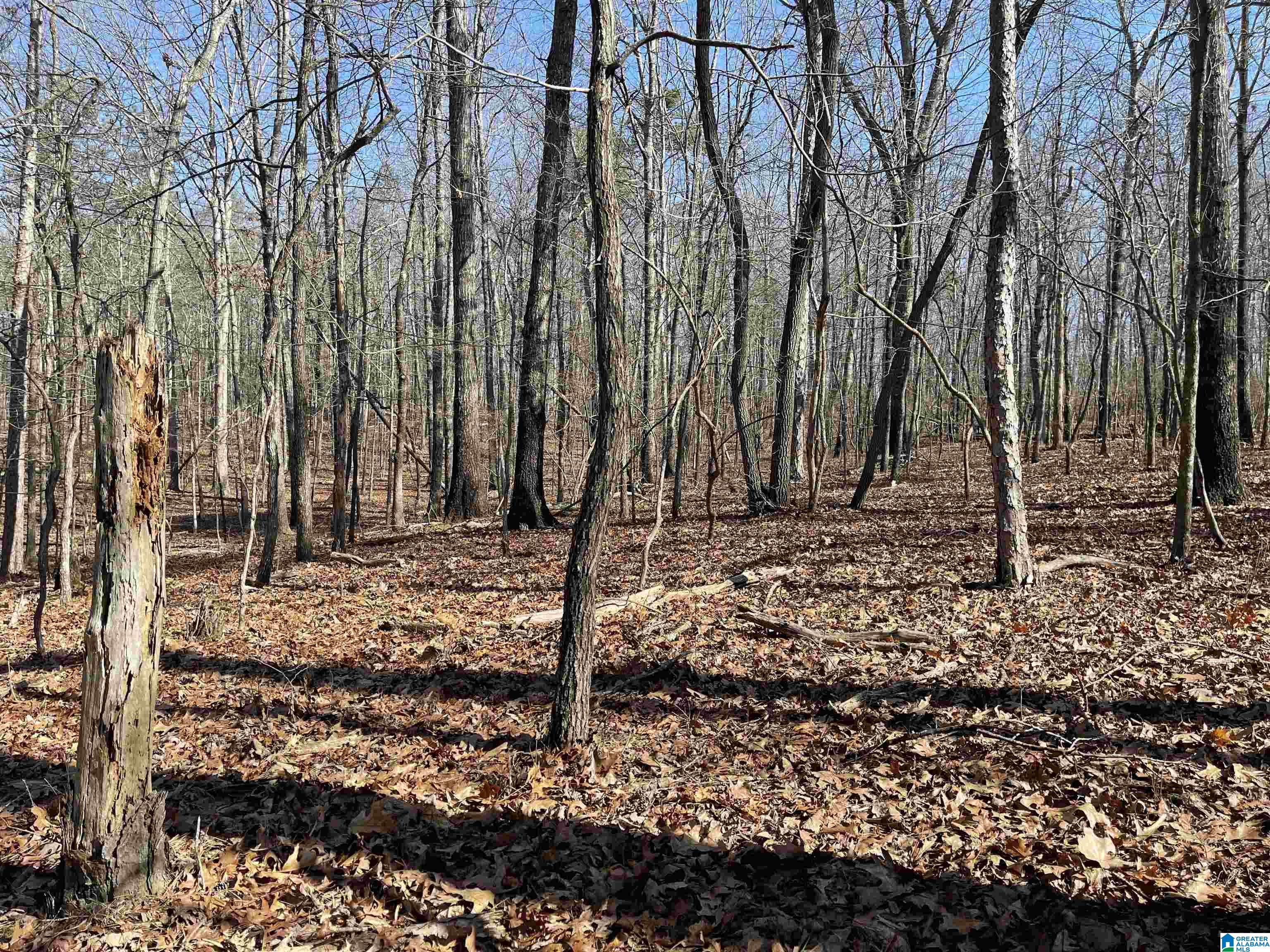 0 County Road 852, Unit 3 Ranburne, AL 36273 - Photo 9 of 23