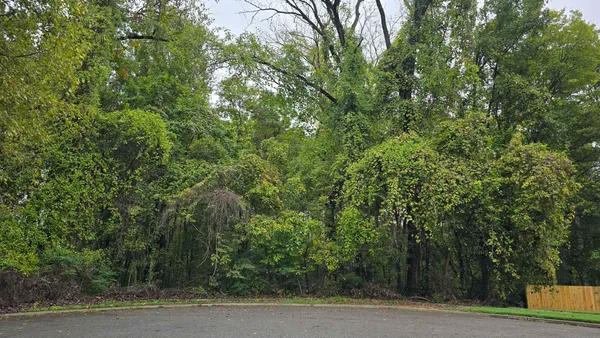 a view of a yard with plants and large trees