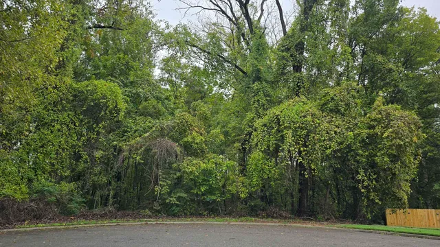 a view of a yard with plants and large trees