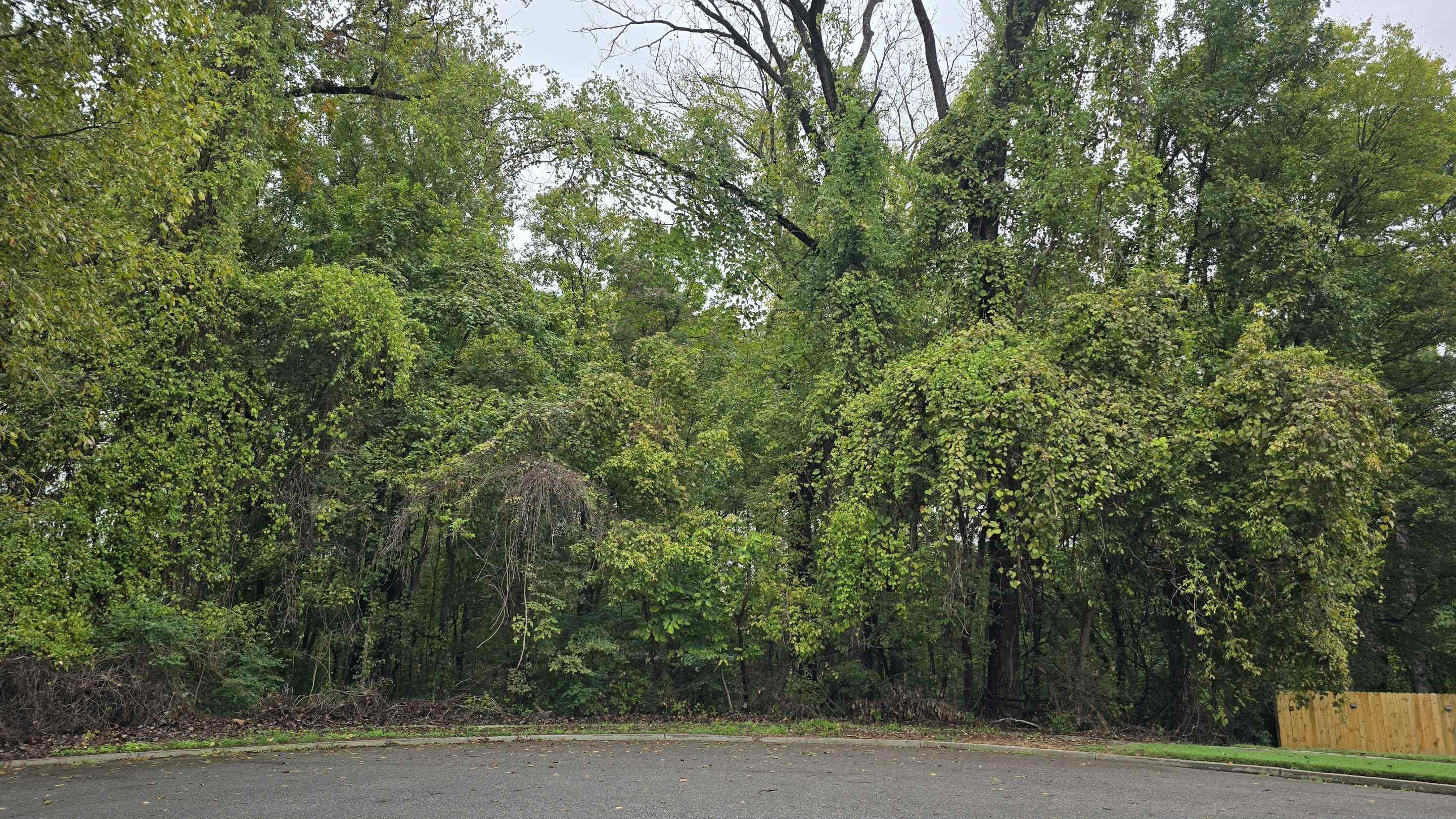 a view of a yard with plants and large trees