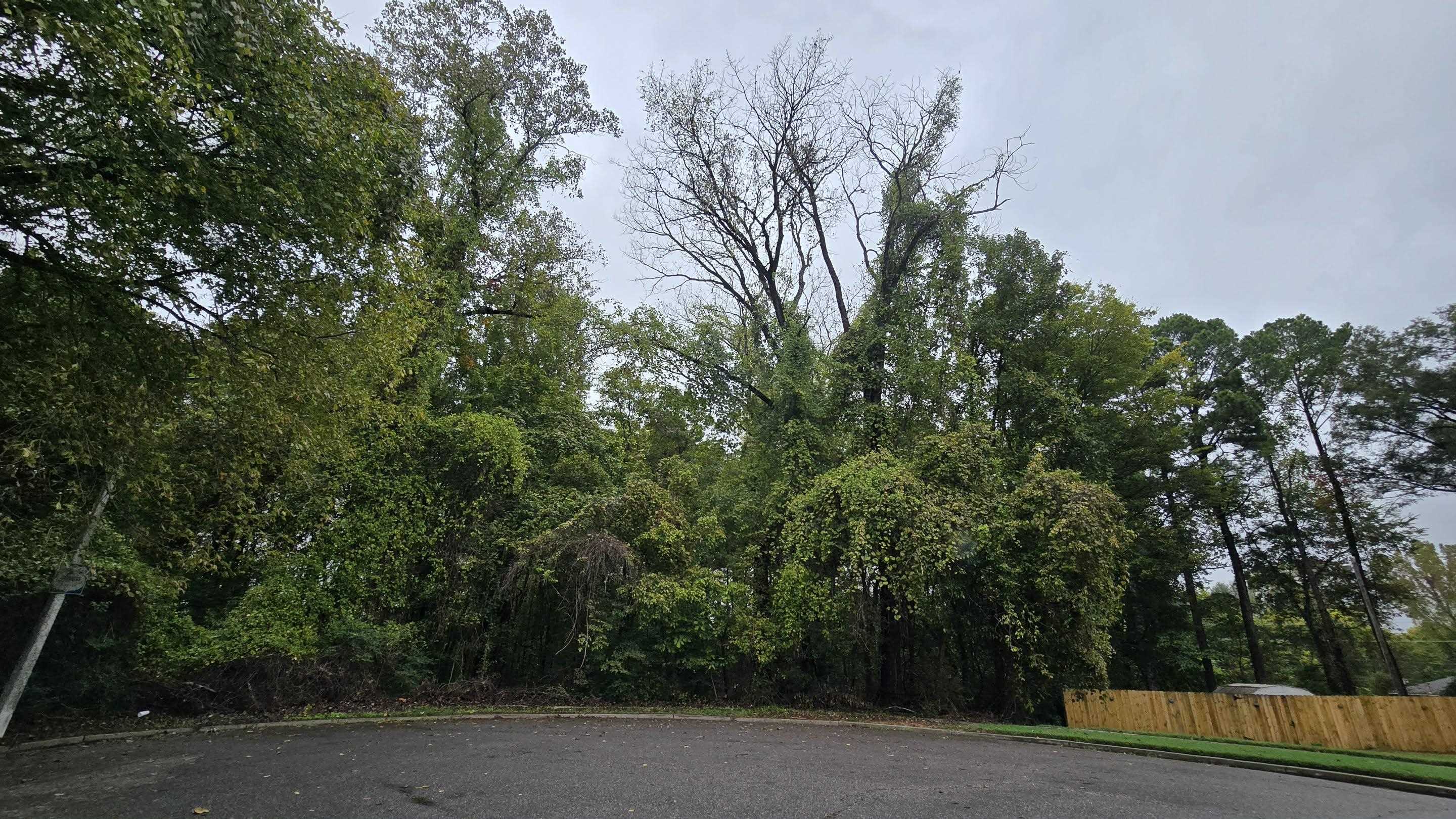 0 Clower Road Memphis, TN 38109 - Photo 2 of 6 a view of a yard with plants and large trees