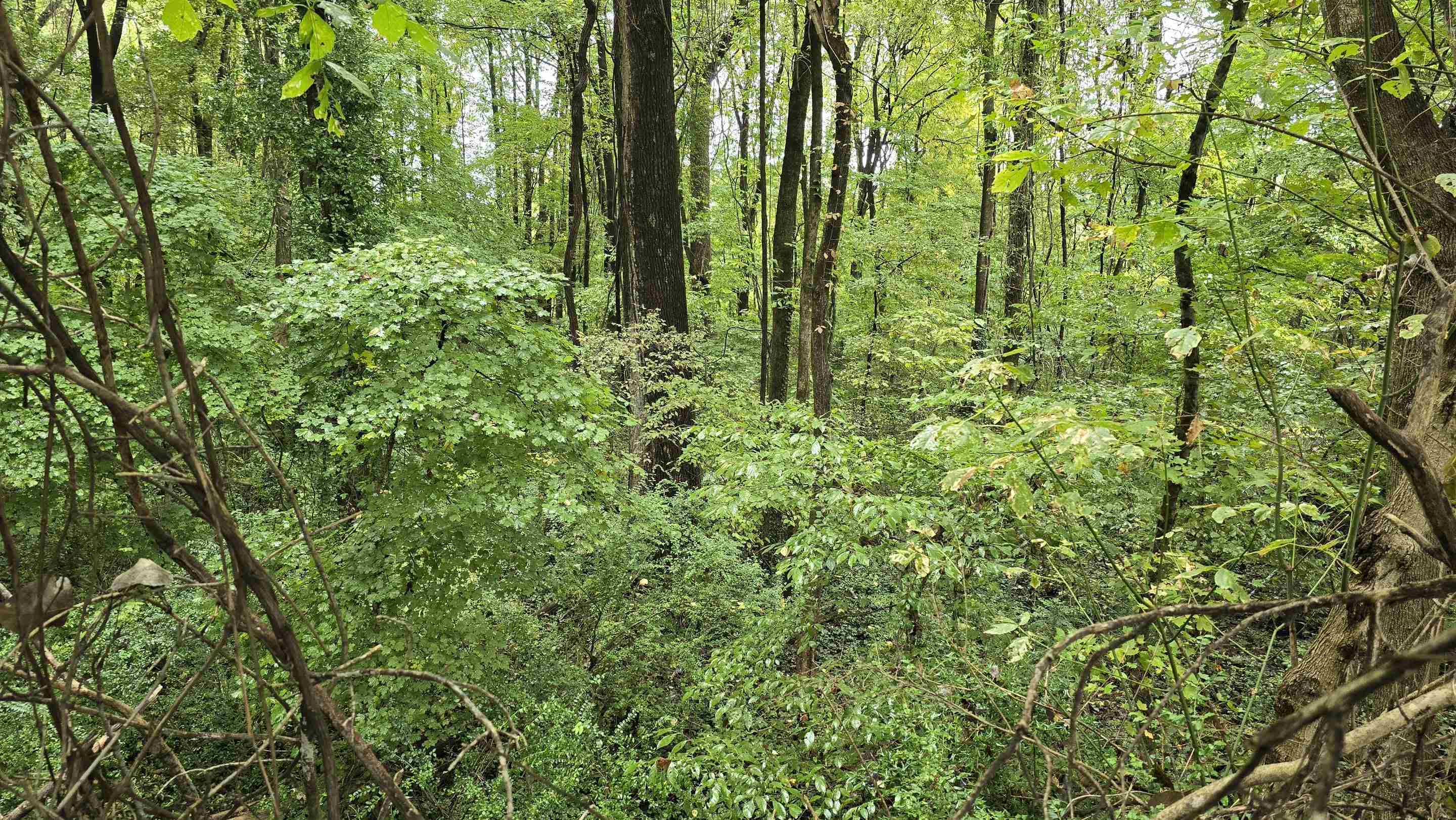 0 Clower Road Memphis, TN 38109 - Photo 3 of 6 a view of a garden