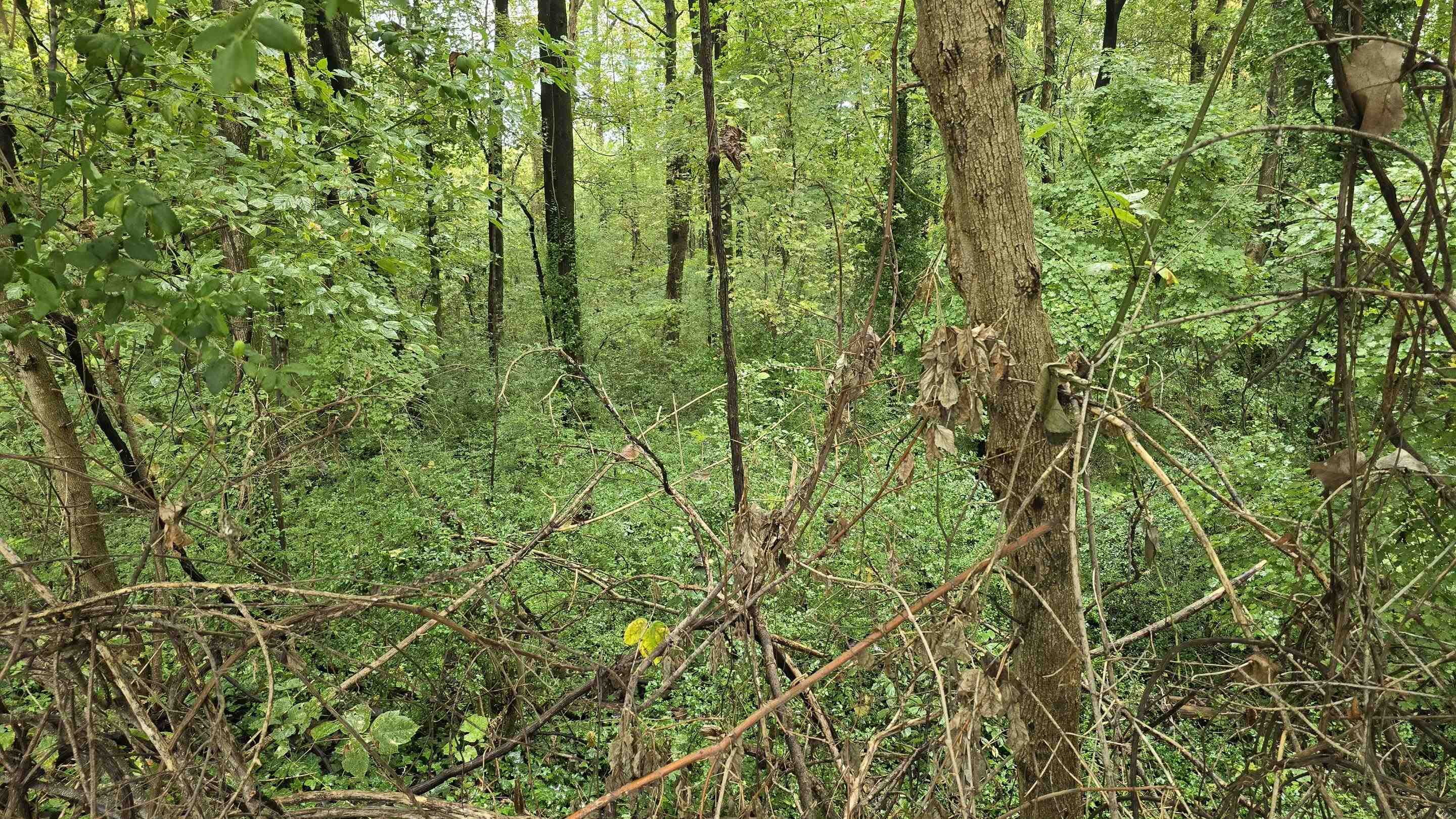 0 Clower Road Memphis, TN 38109 - Photo 4 of 6 a view of a yard