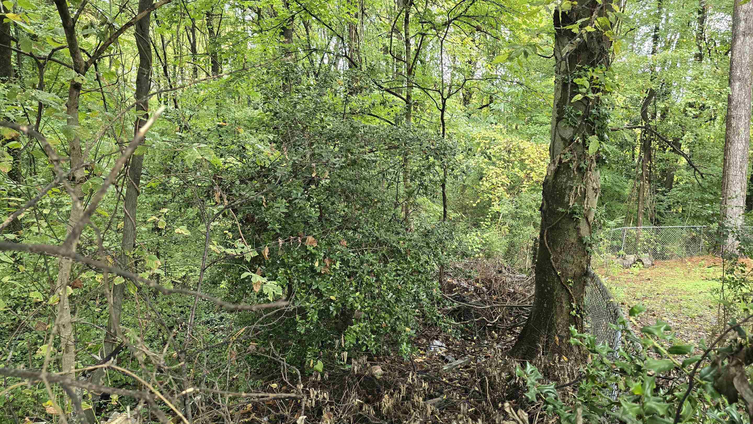 0 Clower Road Memphis, TN 38109 - Photo 5 of 6 a view of a yard with plants and large trees