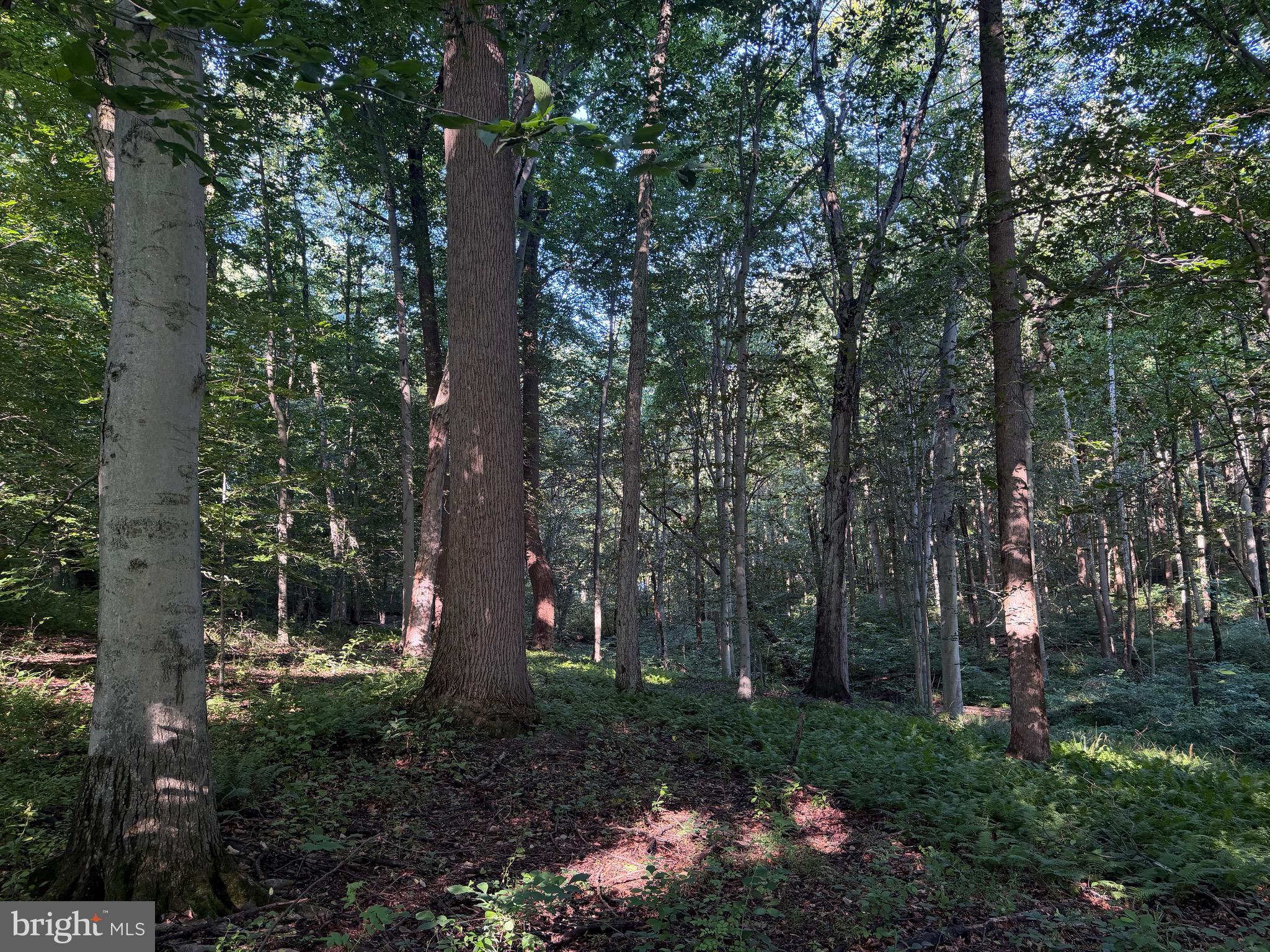 0 Rock Springs Road Conowingo, MD 21918 - Photo 16 of 79