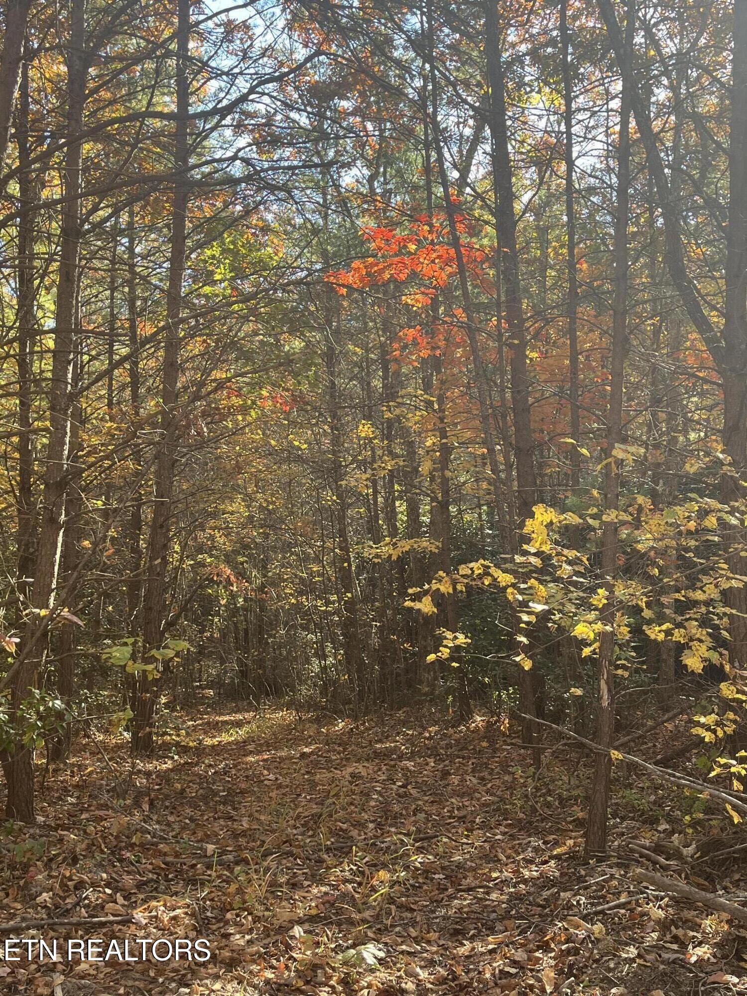 102 Cherokee Path Tellico Plains, TN 37385 - Photo 6 of 58 IMG_1632