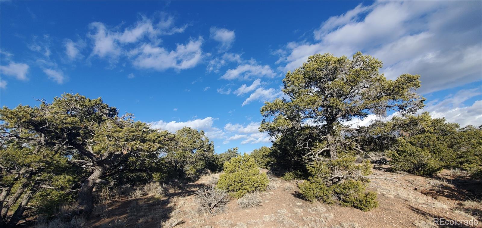 Lot 1057 Hotchkiss Road Fort Garland, CO 81133 - Photo 7 of 16 a view of a tree with a yard