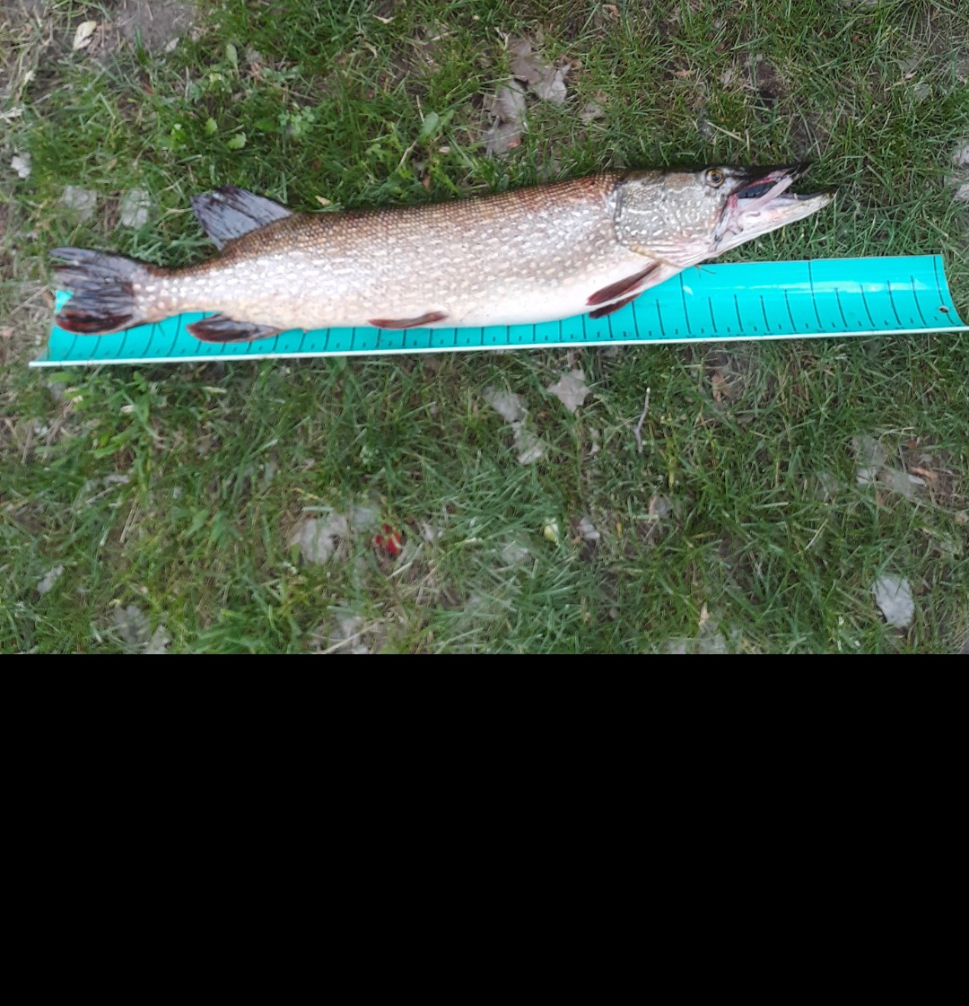 10608 Grunwald Avenue Northwest Maple Lake, MN 55358 - Photo 78 of 82