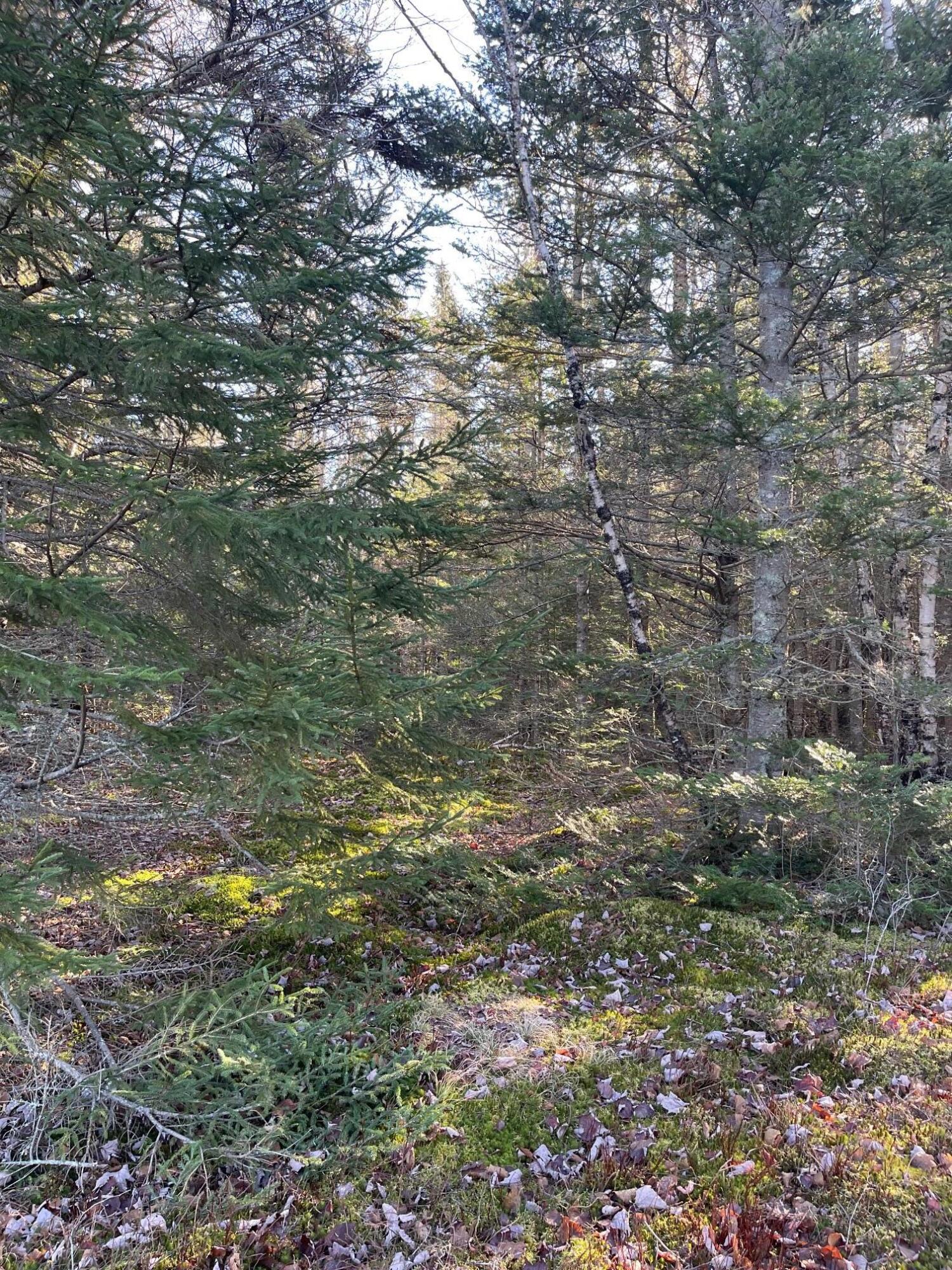 47-48d Duck Cove Road Roque Bluffs, ME 04654 - Photo 10 of 15 IMG_2924