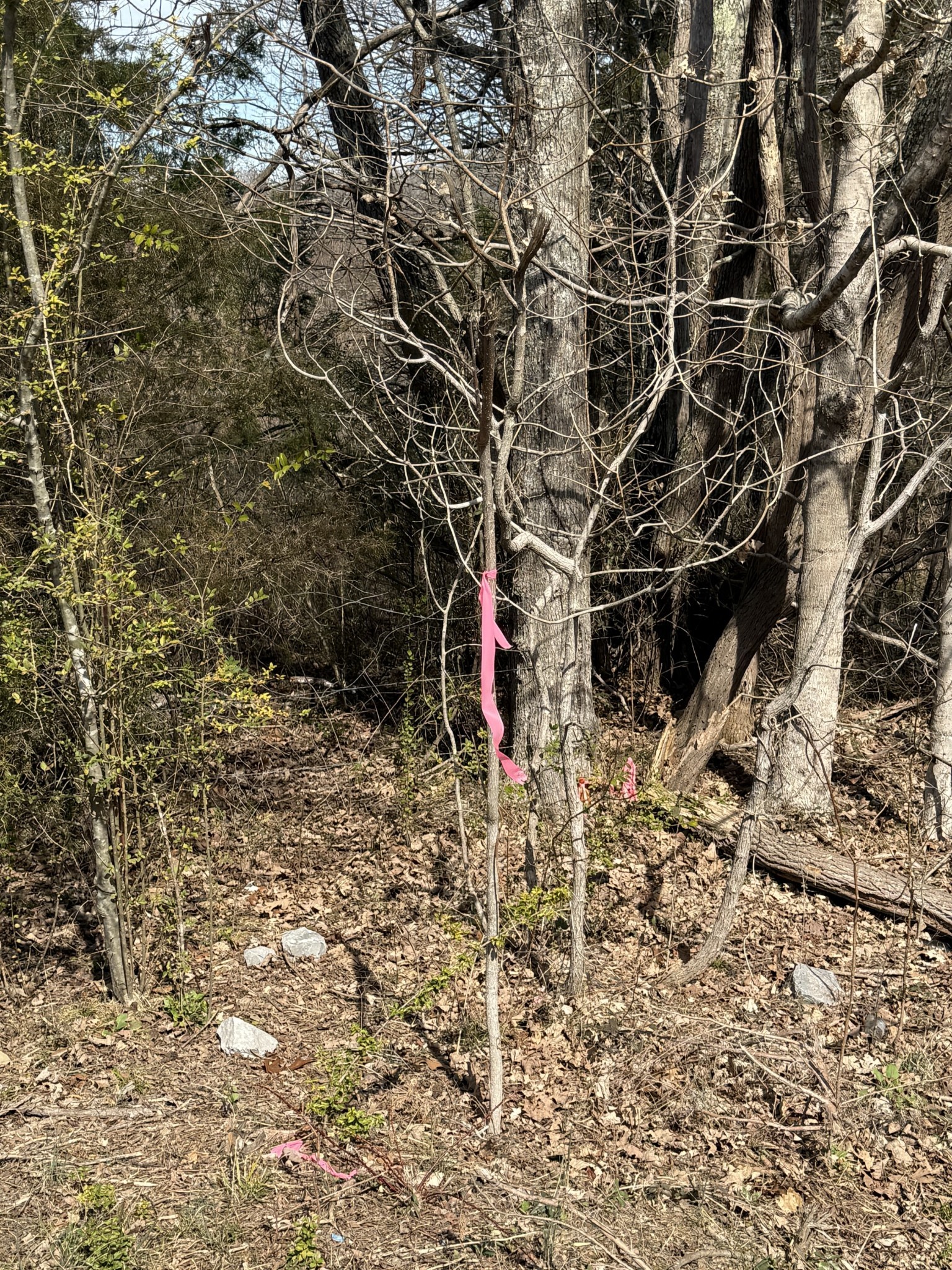0 Grays Chapel Road Southside, TN 37171 - Photo 3 of 4