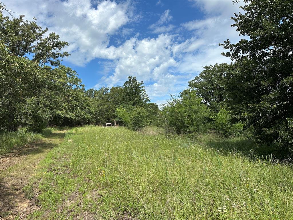 570 Big Salty Lane Springtown, TX 76082 - Photo 35 of 36 Expansive undeveloped land featuring mature trees and natural vegetation