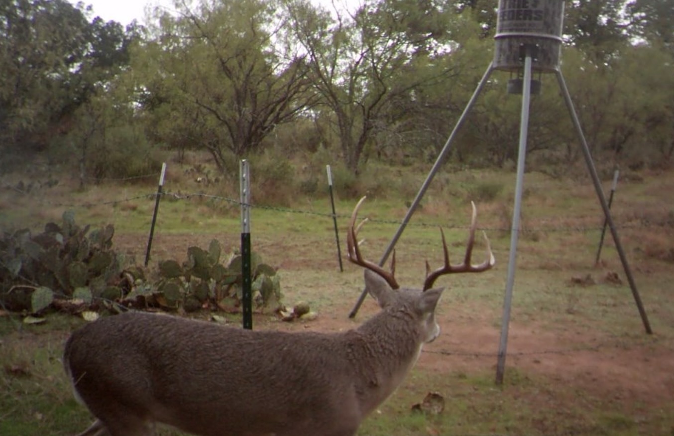 Abundant Wildlife