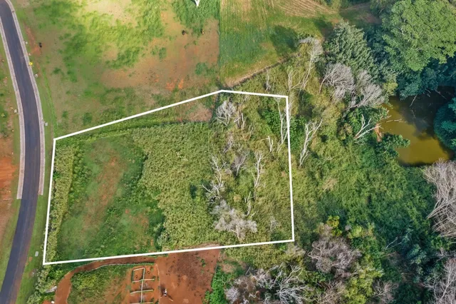 a view of a yard with plants and large trees