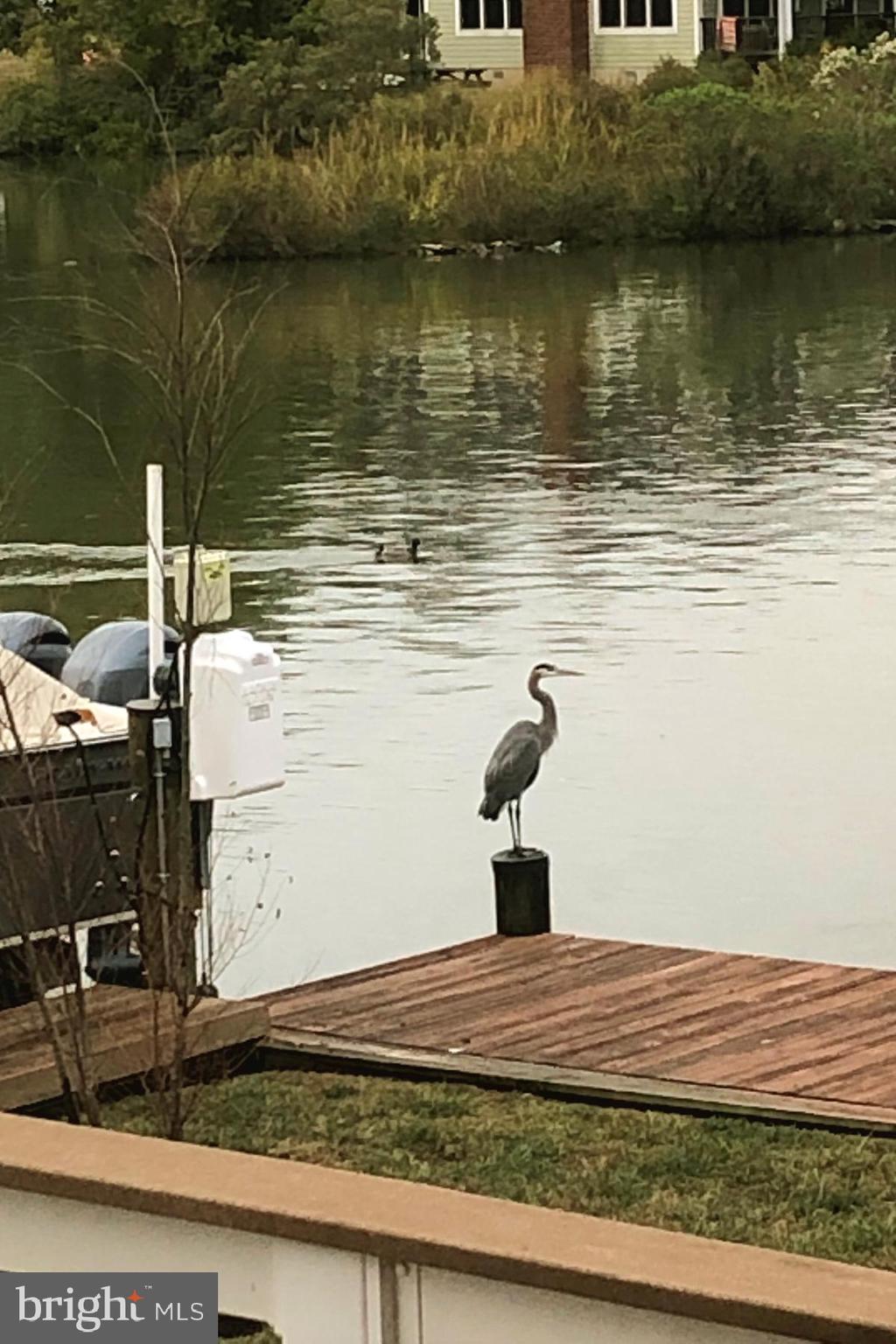 1215 Rogers Road Edgewater, MD 21037 - Photo 39 of 51 Heron on the pier