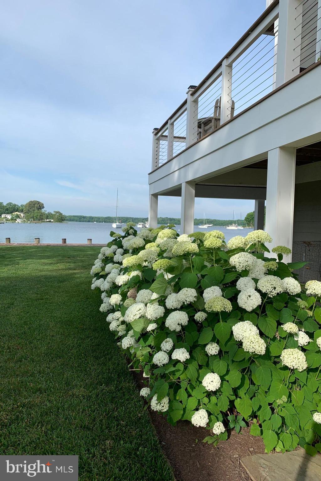 1215 Rogers Road Edgewater, MD 21037 - Photo 41 of 51 Hydrangeas in bloom