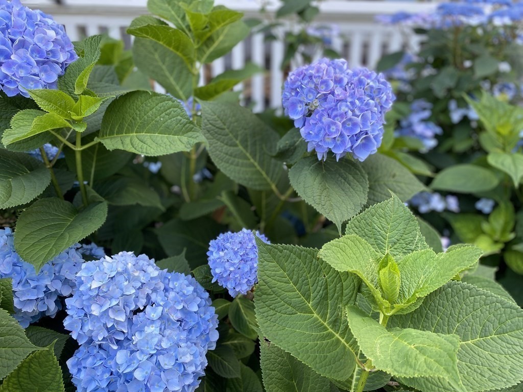 7 Bass Rocks Road Gloucester, MA 01930 - Photo 12 of 36 a picture of flowers