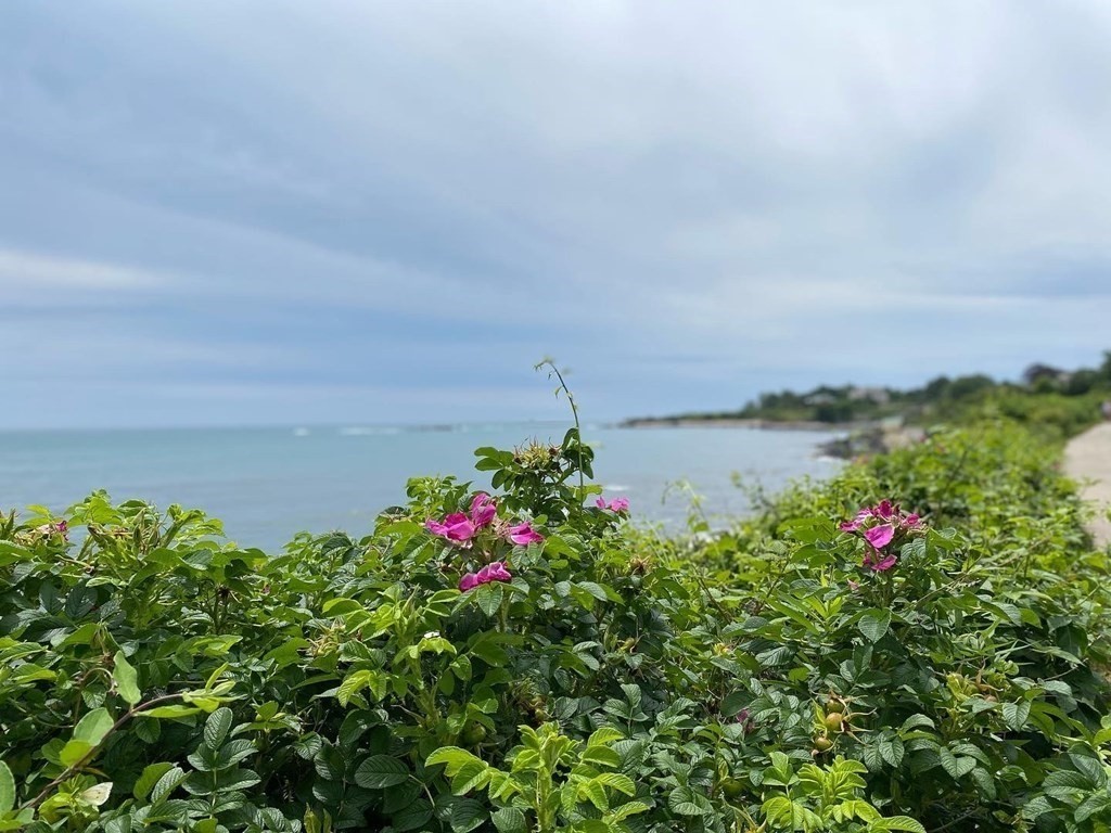 7 Bass Rocks Road Gloucester, MA 01930 - Photo 32 of 36 a view of a flower in a garden