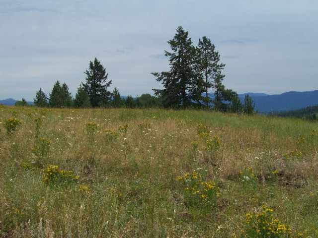 Tbd Old Dominion Rd/lt H Colville, WA 99114 - Photo 4 of 5 Gallery Image 4