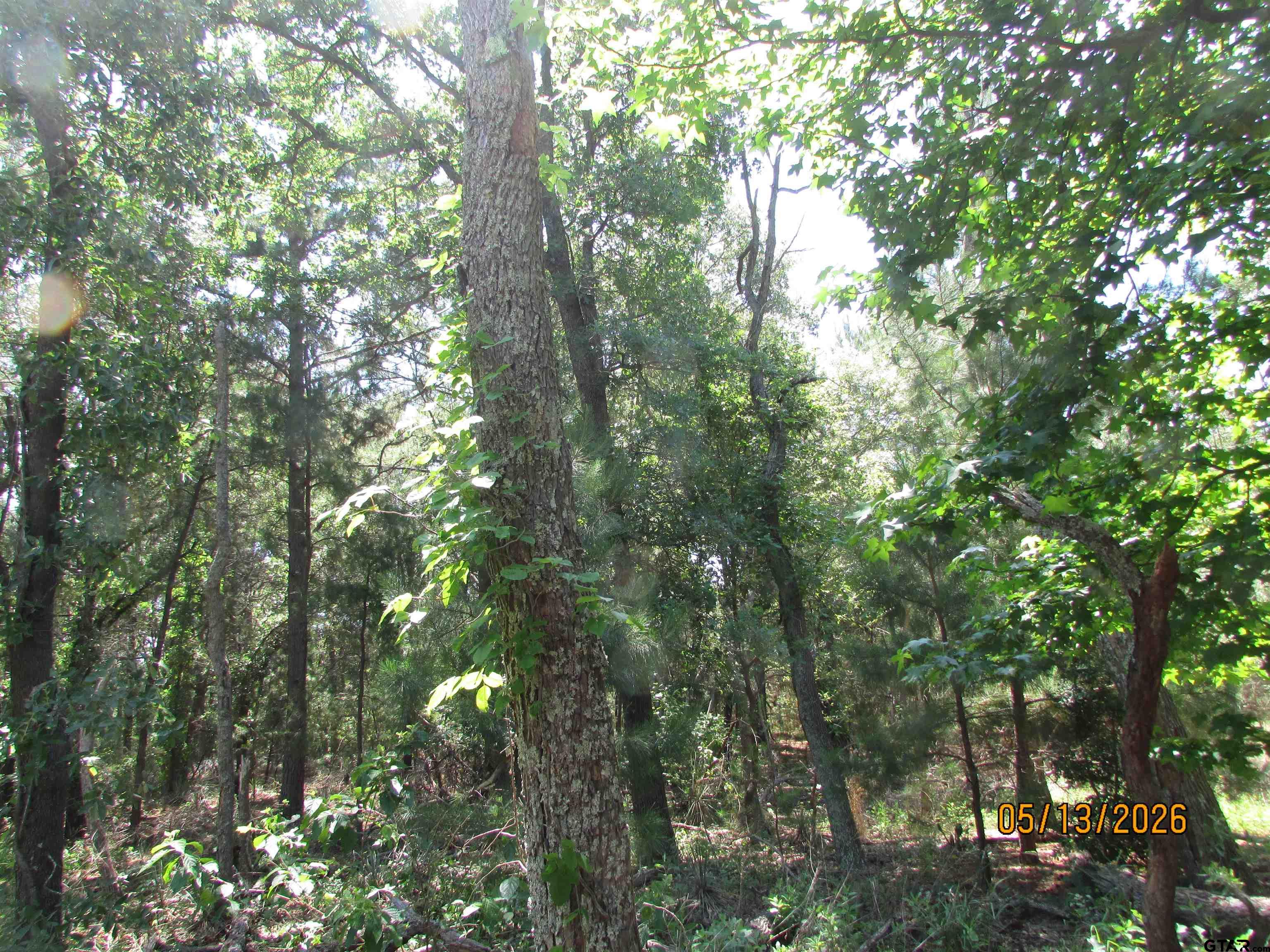 9491 Pleasant Ridge Road Frankston, TX 75763 - Photo 7 of 8 a view of forest