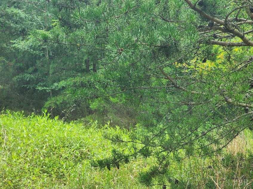 a view of a lush green forest
