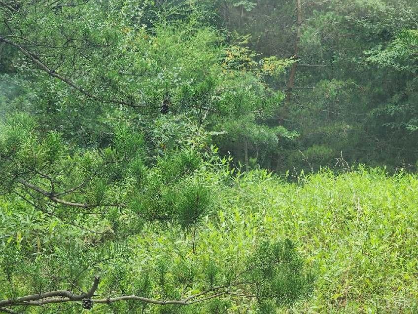 -00 Shiloh Church Road Bedford, VA 24523 - Photo 3 of 6 a view of a lush green forest