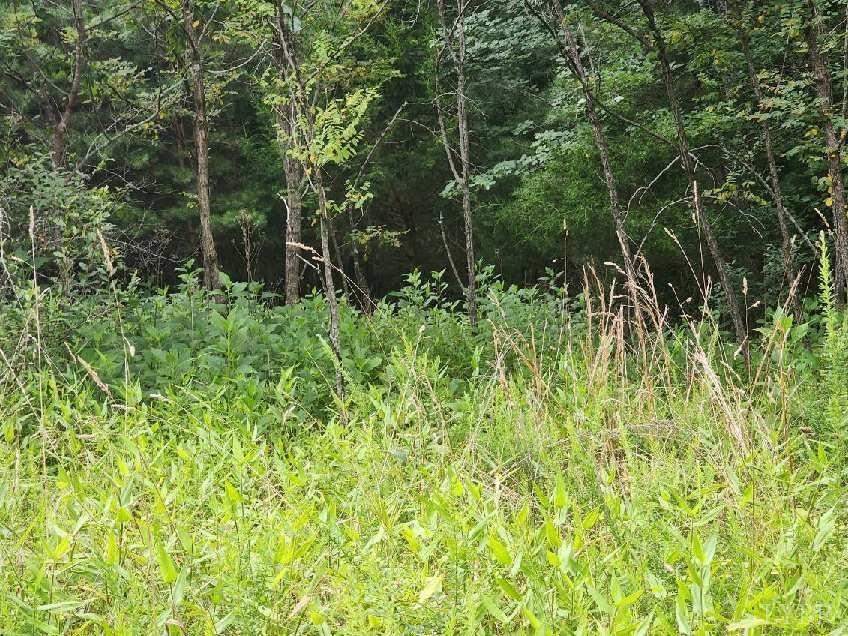 -00 Shiloh Church Road Bedford, VA 24523 - Photo 5 of 6 a view of a garden with plants and large trees