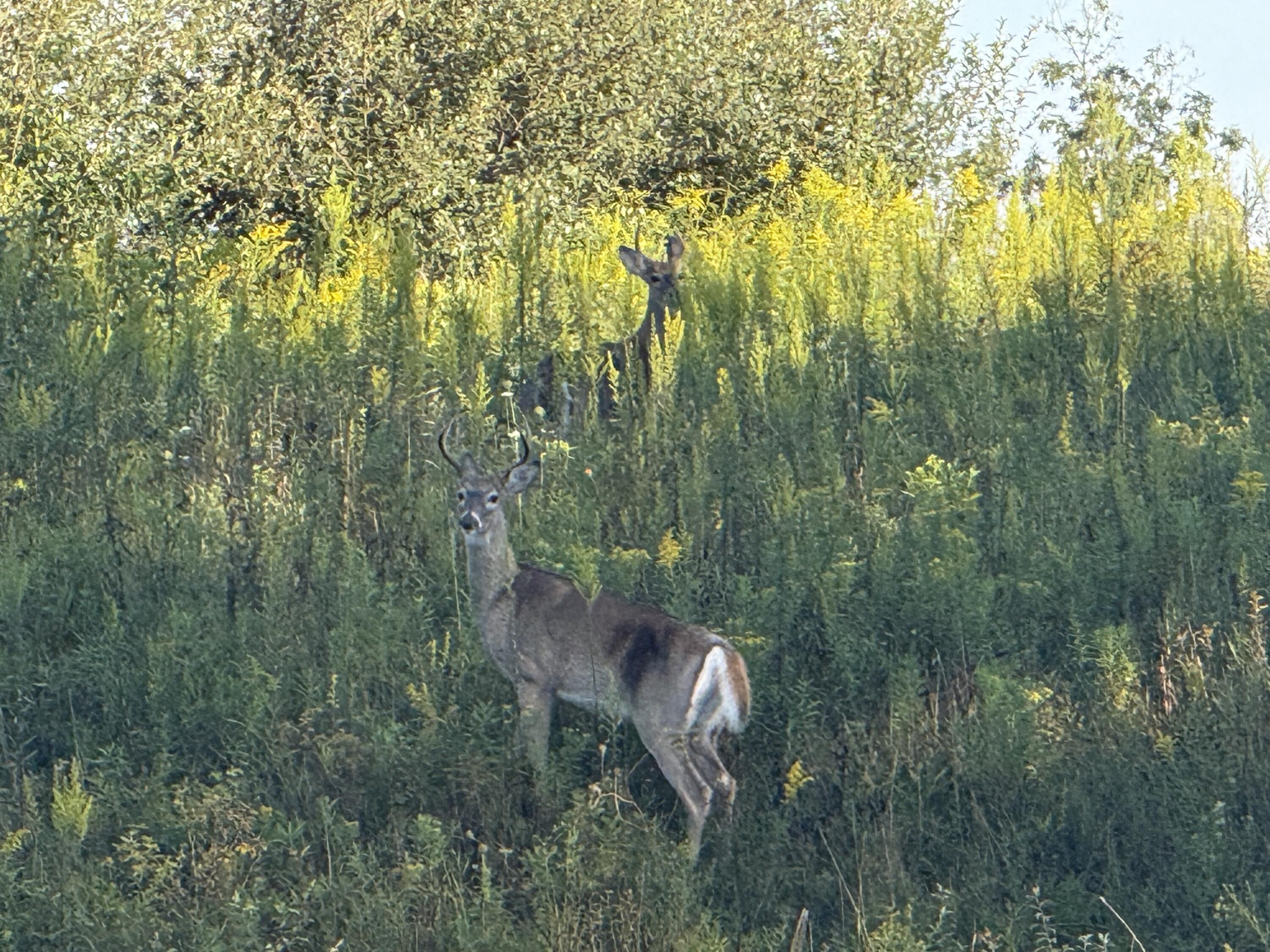 Tbd Tbd Bordman Road, Unit TBD Leonard, MI 48367 - Photo 35 of 40 B22