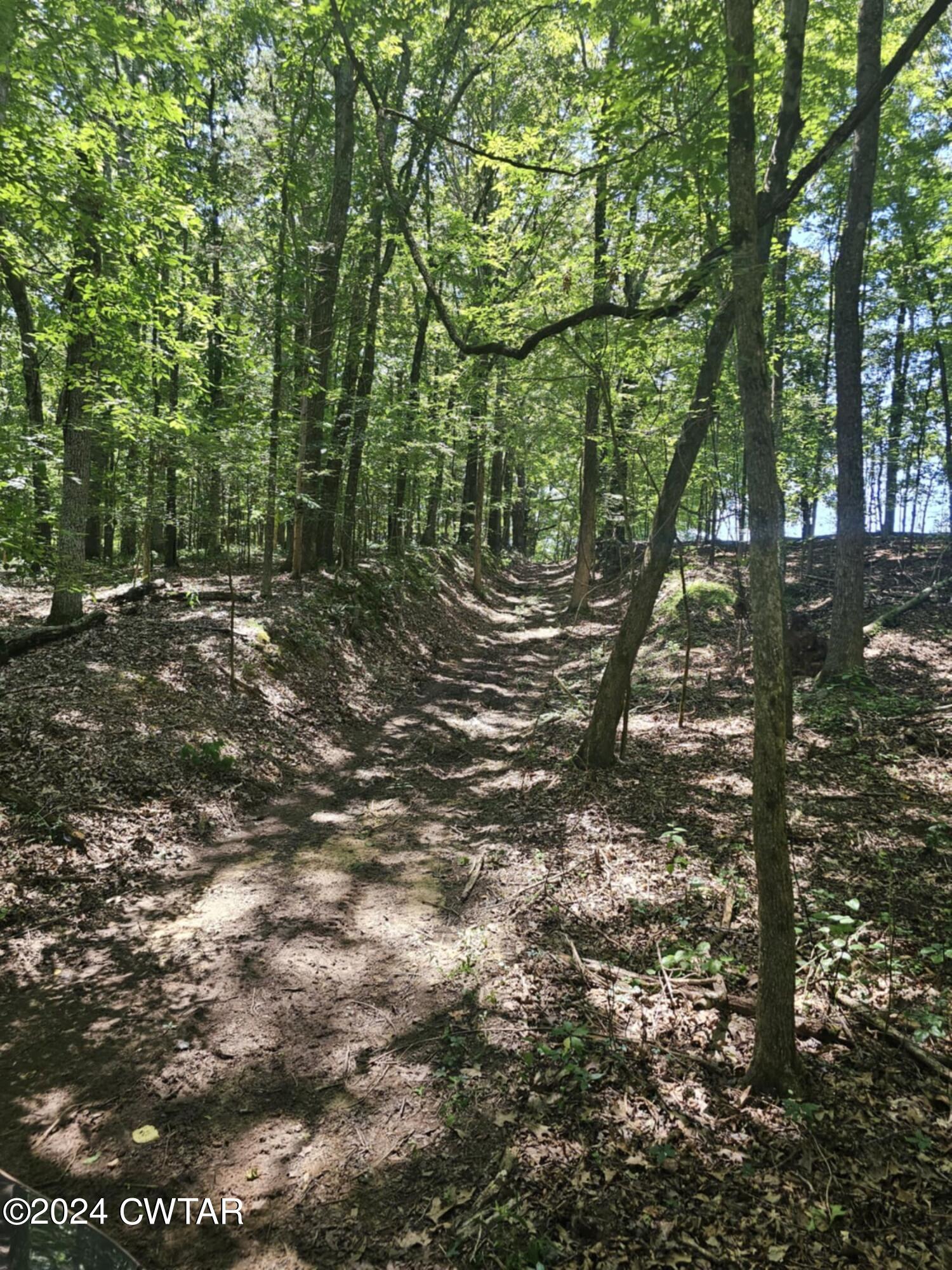 0 Riverside Drive Jackson, TN 38301 - Photo 3 of 14 a view of a forest with trees