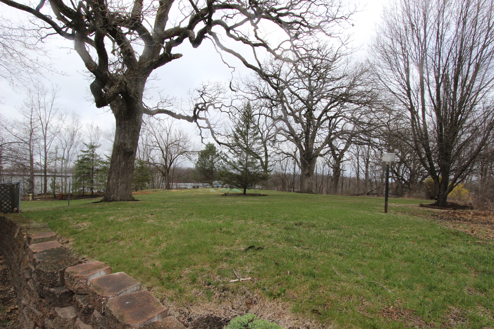 a view of a trees in a yard