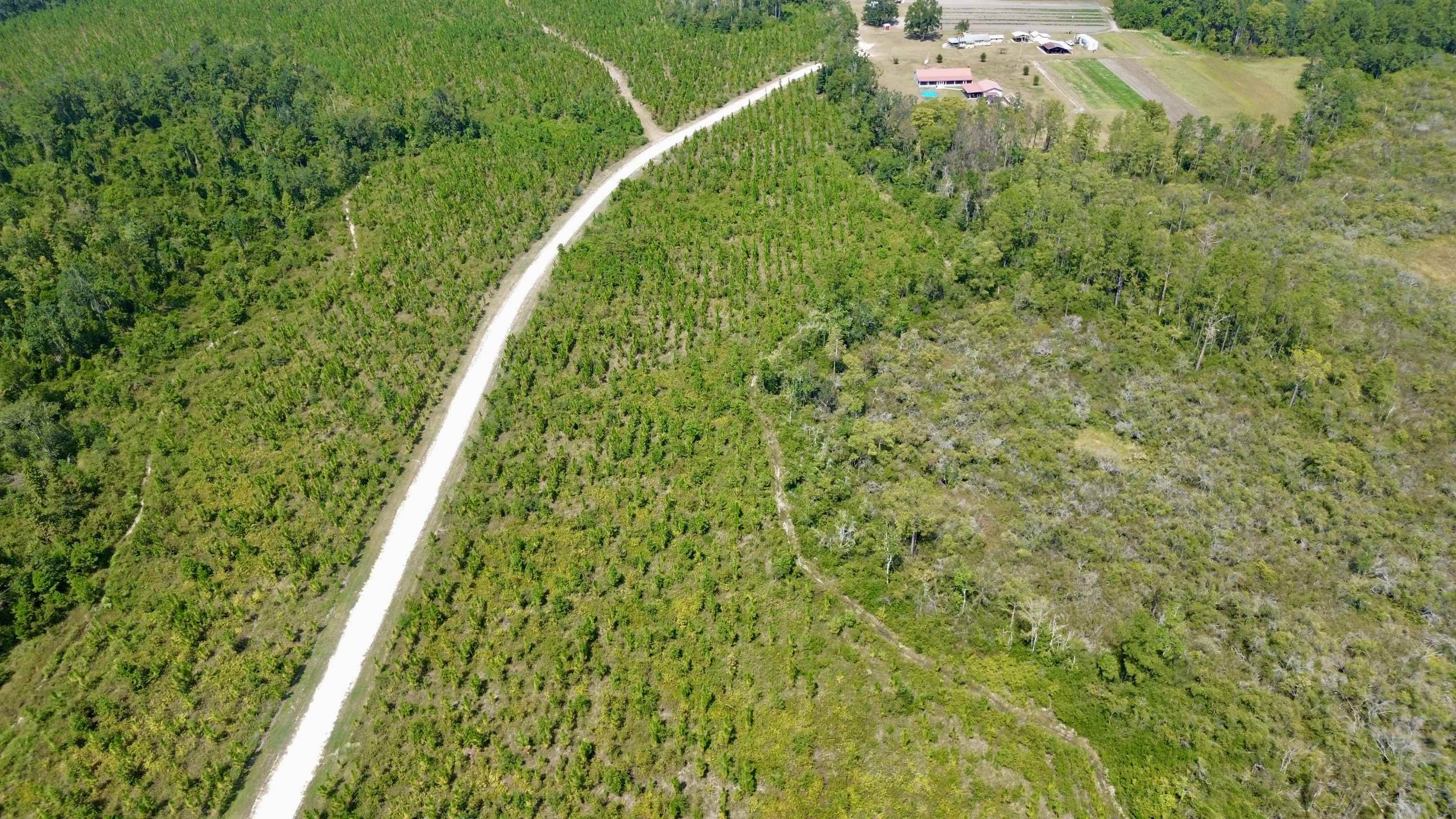 Lot 4 Southwest Wakulla Way Greenville, FL 32331 - Photo 6 of 21