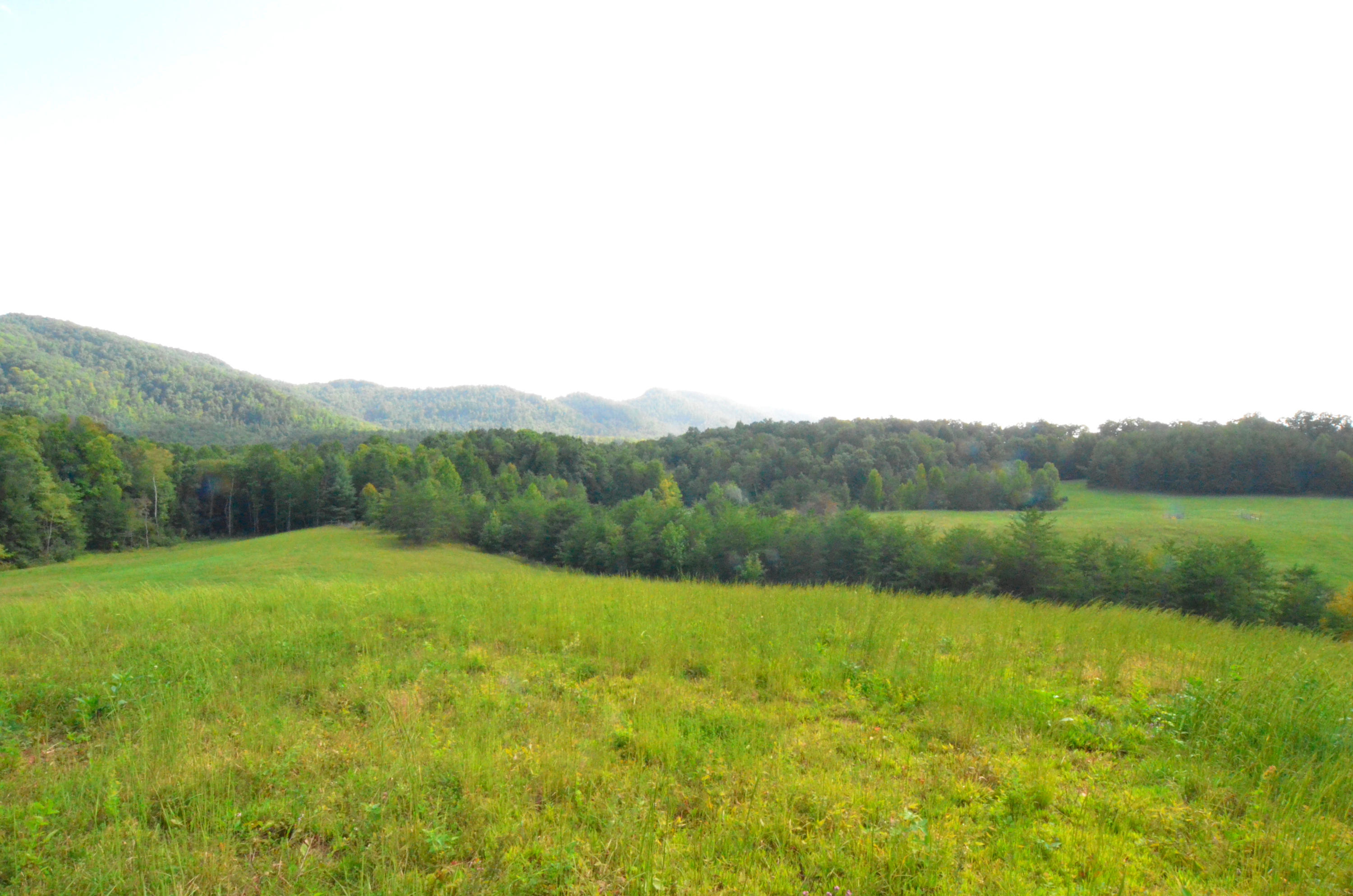 778 Church Road Pioneer, TN 37847 - Photo 26 of 38 Elk, deer, turkey roam here