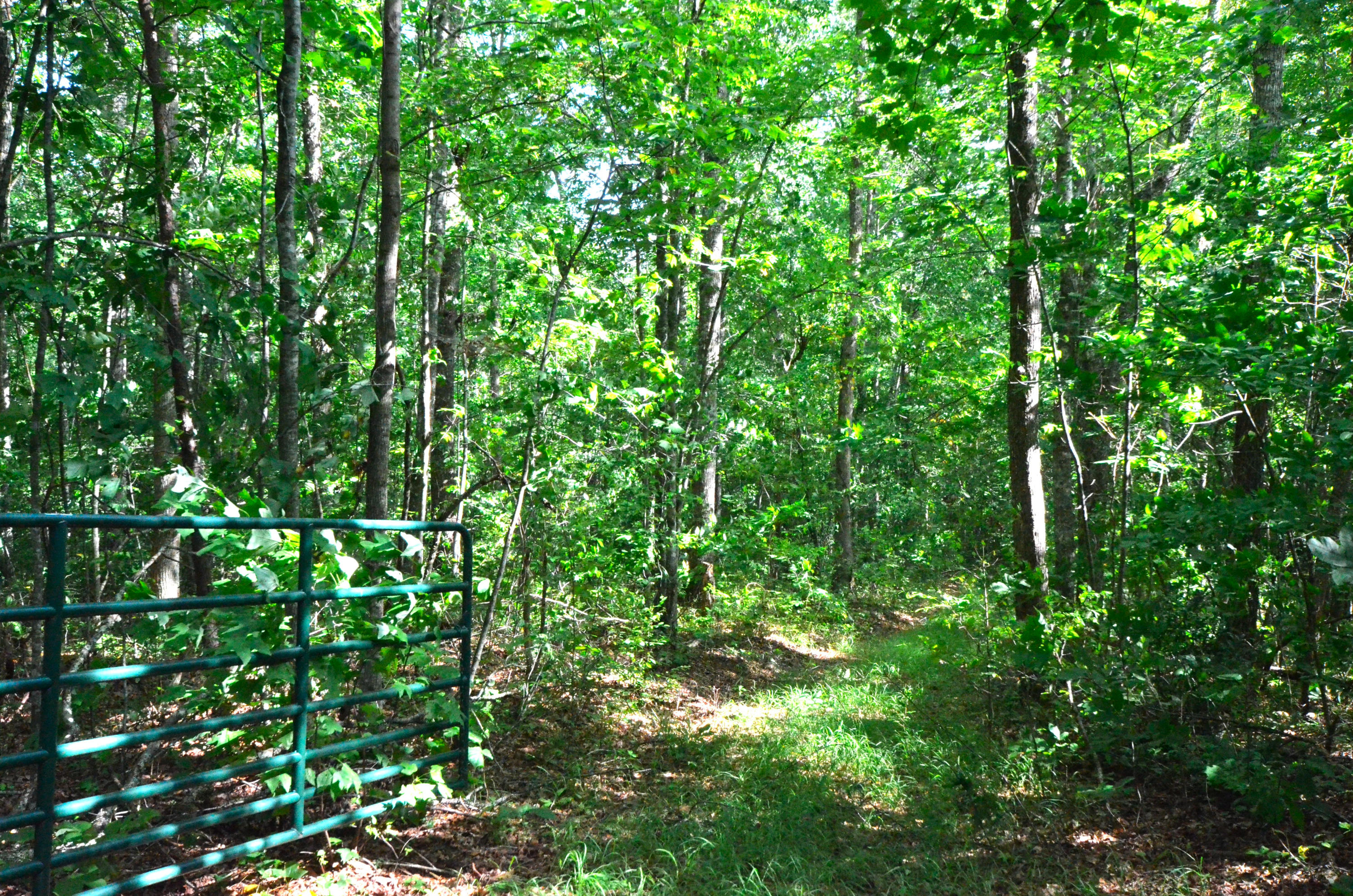 778 Church Road Pioneer, TN 37847 - Photo 28 of 38 Mature woods