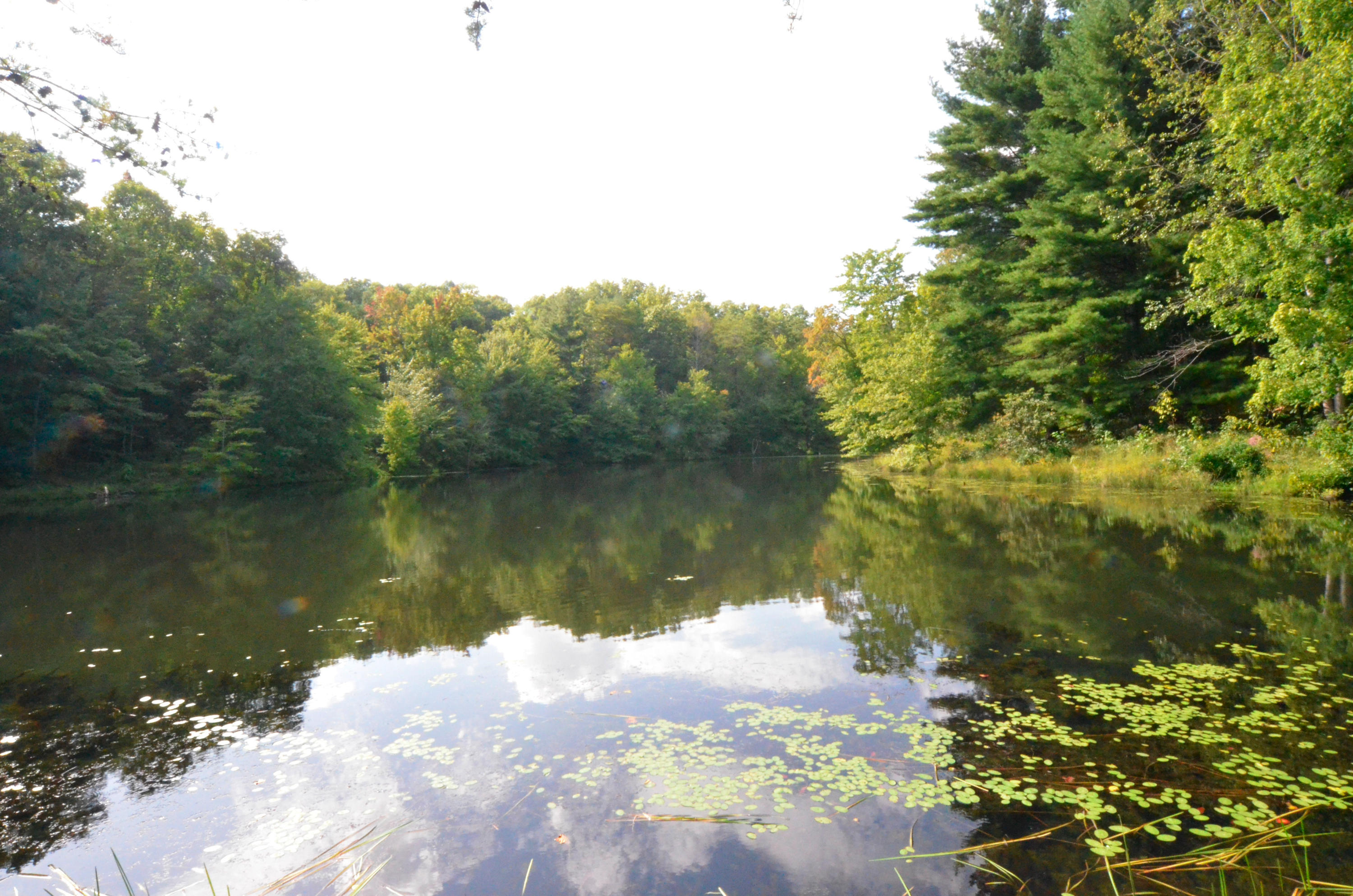 778 Church Road Pioneer, TN 37847 - Photo 29 of 38 Huge, clear pond teeming w/fish