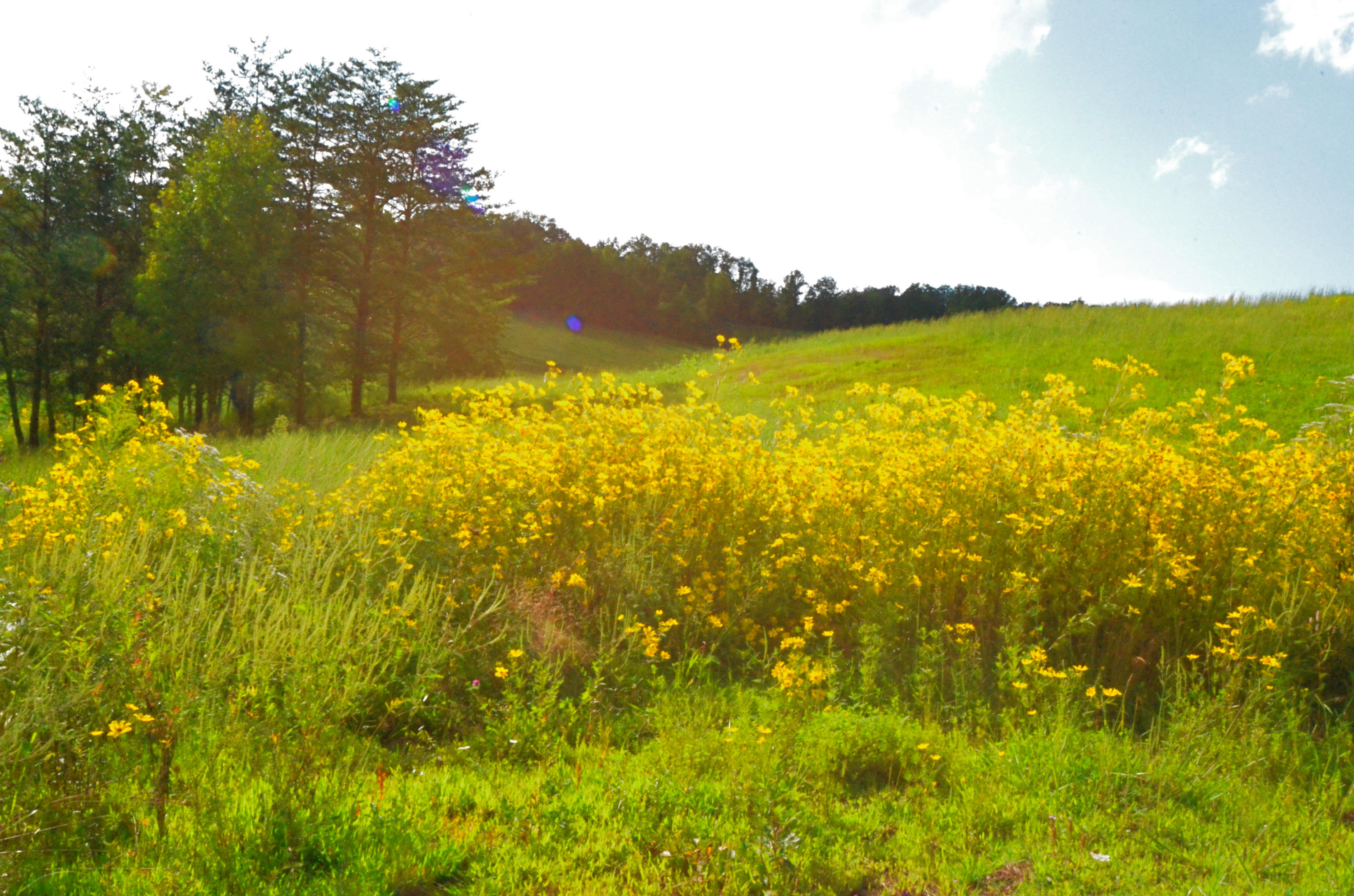 778 Church Road Pioneer, TN 37847 - Photo 32 of 38 Wildflowers in the field