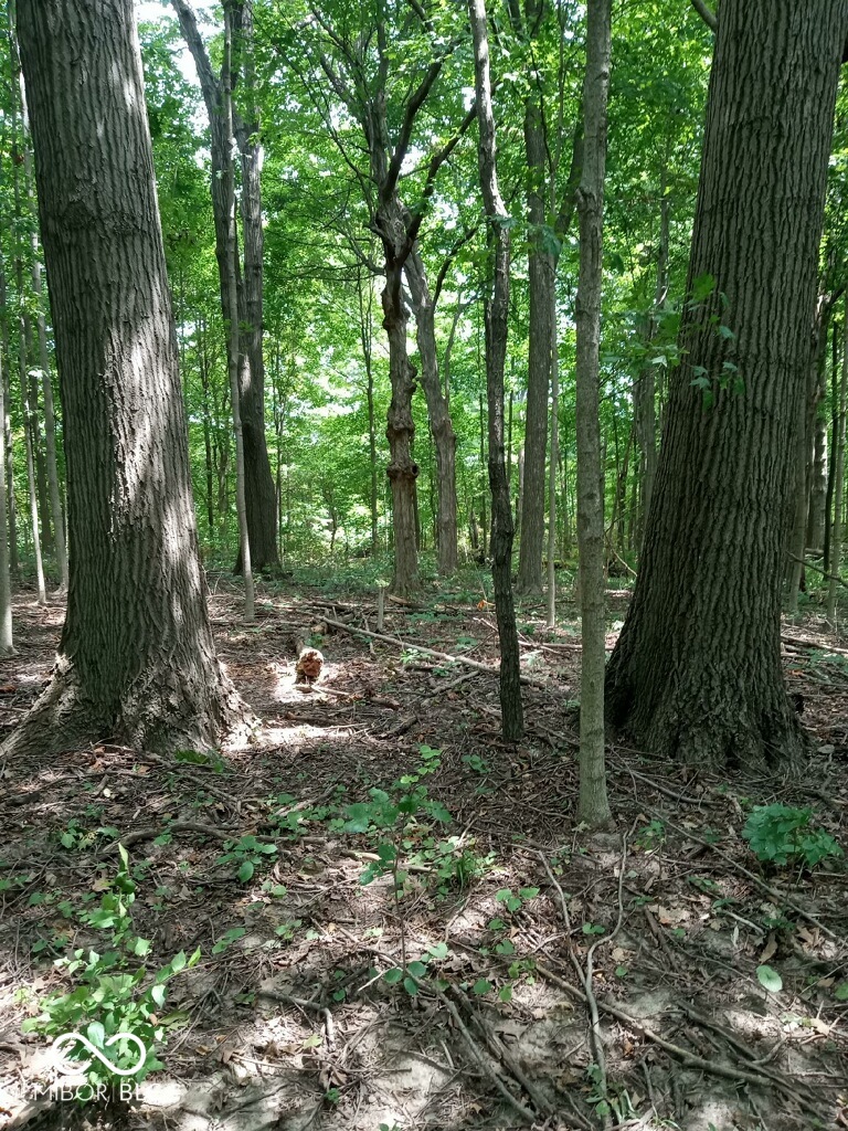 0 East 214th Street Sheridan, IN 46069 - Photo 3 of 6